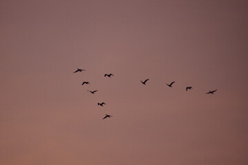 10 birds flying over a pink sky