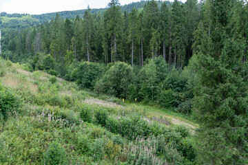 Green forest trees. Nature background.