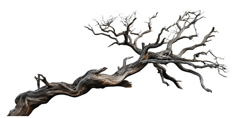 tree silhouette isolated on white