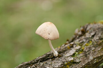 Cute mushrooms in Garda