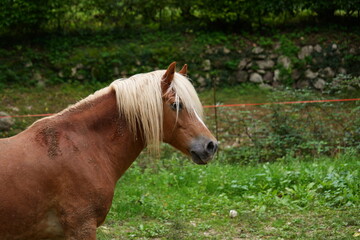 Horse in Garda