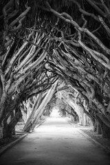 Naklejka premium Algeria Capital Algiers Architecture Mediterranean City