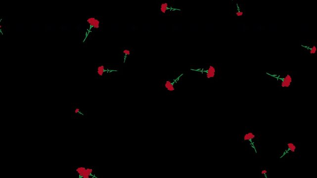 カーネーションのパーティクル（母の日）carnation (Dianthus caryophyllus：CG映像素材（アルファチャンネル付き）CG video material (with alpha channel)