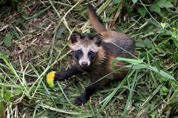 見上げる野生のタヌキの子供