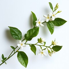 Obraz premium close up of flowering jasmine branch on white background