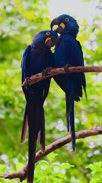 Blue macaw couple, love is in the air