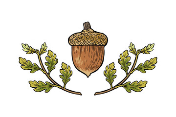 illustration of oak seeds and leaf twigs