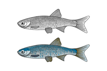 sardine fish illustration in engraving style
