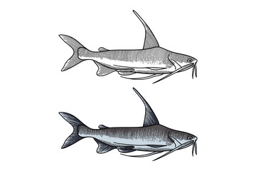 big catfish illustration in engraving style