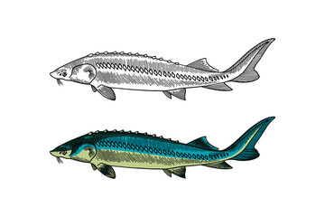 Sturgeon fish colored illustration in engraving style