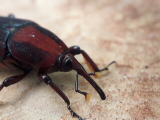 Sago beetle (Rhynchophorus ferrugineus) Its body is black, reddish brown. Sago beetle is one of the insect pests that can be found on coconut, date, oil palm, sago, aren, and other palm trees.
