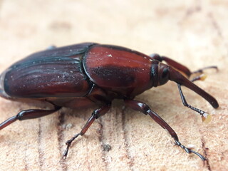 Sago beetle (Rhynchophorus ferrugineus) Its body is black, reddish brown. Sago beetle is one of the insect pests that can be found on coconut, date, oil palm, sago, aren, and other palm trees.