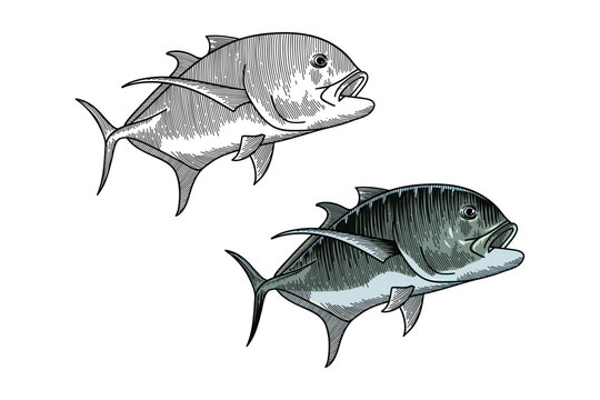 Colored illustration of Giant Trevally fish in engraving style