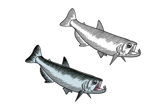 payara fish illustration in engraving style