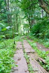 Obraz premium Close-up of tree on trekking trail