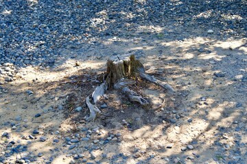 Crumbling tree stump in the precincts of Zenkoji Temple