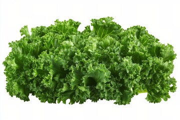 Obraz premium Lush green foliage creates a vibrant backdrop showcasing a variety of leaves with bright coloration and healthy
