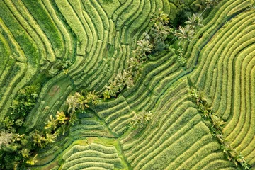Foto op Canvas Rice Plantations in South East Asia © Lukas