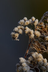 Dry seed parts on a goldenrod plant.
