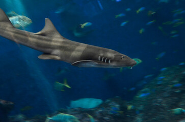 Fototapeta premium ドチザメ