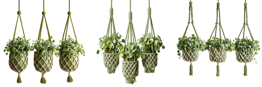 Set of A close-up of a Z2 Peperomia plant in a macrame pot, gently hanging from a rope with soft colored lighting on transparent png background