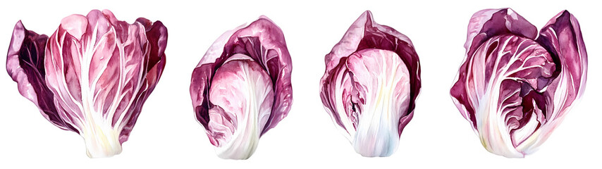 Obraz premium Close-up of purple cabbage over white background 