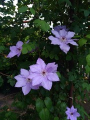 clematis bloom