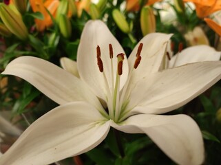 Madonna lily (Lilium candidum) white flower