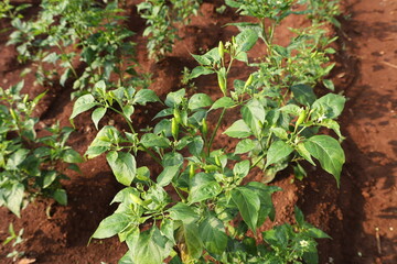 Chili plants thrive in agricultural fields