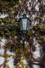 Vintage lamp hanging on a wall covered with climbing plants in prague, strahov