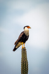 Northern Crested Caracara on Cactus