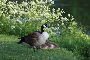 Sweden. The Canada goose (Branta canadensis), sometimes called Canadian goose, is a large wild goose with a black head and neck, white cheeks, white under its chin, and a brown body. 