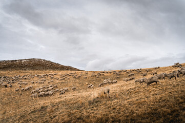 Plateau montagneux à l'automne dans les Alpes avec un troupeau de moutons