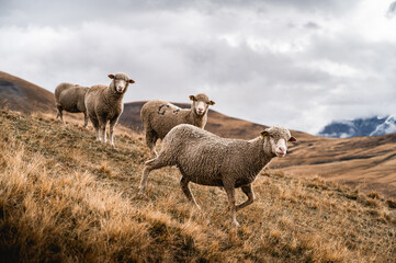 Plateau montagneux à l'automne dans les Alpes avec un troupeau de moutons