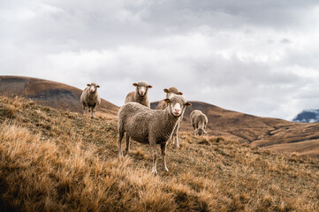 Plateau montagneux à l'automne dans les Alpes avec un troupeau de moutons