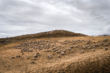 Plateau montagneux à l'automne dans les Alpes avec un troupeau de moutons