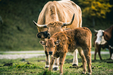Un vache et son veau dans les Alpes, France