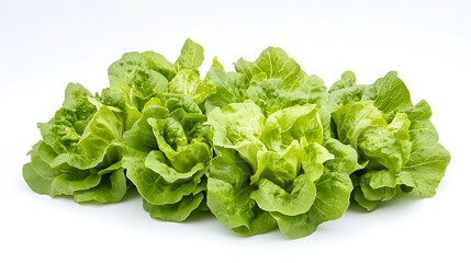 Close-up capturing lettuce arranged on a clean white background, subtle textures visible, balanced soft lighting emphasizing natural hues 