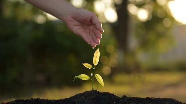 Nurturing Sustainable Business Growth through Green Practices A Focus on Planting Seeds for Future Prosperity in a Natural Environment