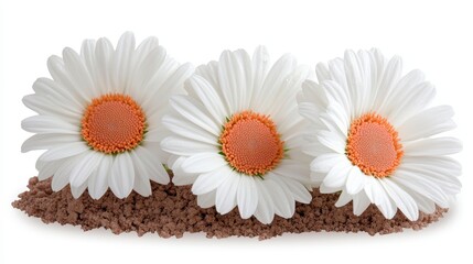 Obraz premium Three Daisies in Soil White Flowers Nature Spring Bloom Botany Garden Floral Petal