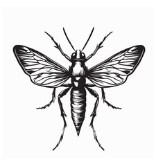 Mosquito Vector Images. Mosquito Vector Art  Illustration isolated on white background.