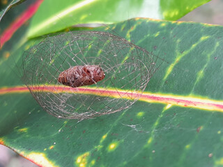 insect pupa