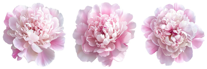 Set of A delicate pink peony flower with soft on transparent png background