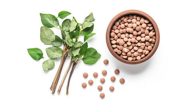 Fresh Guduchi stems and leaves alongside Ayurvedic Guduchi tablets in a bowl