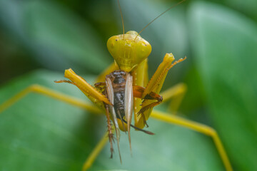 The European mantis (Mantis religiosa) is a large hemimetabolic insect in the family of the Mantidae