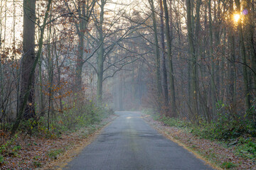 Fototapeta premium magical winter and autumn forest during frost and fog. sun rays in the forest, rays breaking through the trees. Sunrise in the forest in natural conditions. warm sunlight between the trees. light stre