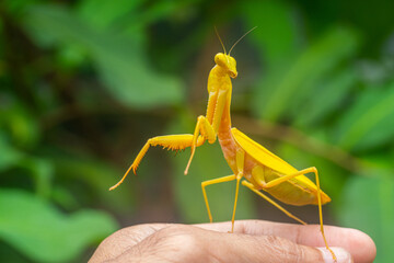 The European mantis (Mantis religiosa) is a large hemimetabolic insect in the family of the Mantidae