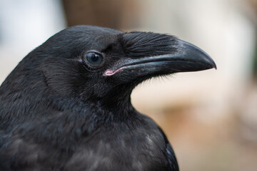 A close up view of a large black raven