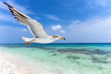 A seagull soaring gracefully above a turquoise ocean and sandy beach under a clear blue sky