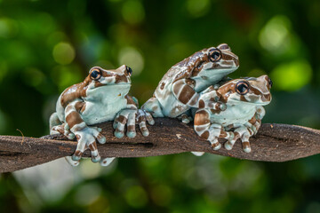 The Mission golden-eyed tree frog or Amazon milk frog (Trachycephalus resinifictrix) is a large species of arboreal frog native to the Amazon Rainforest in South America